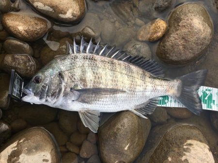 ウェーディングでチヌ狙い