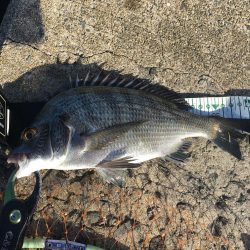 朝マズメのチニングゲーム！