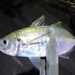 アジングする場所ないですね