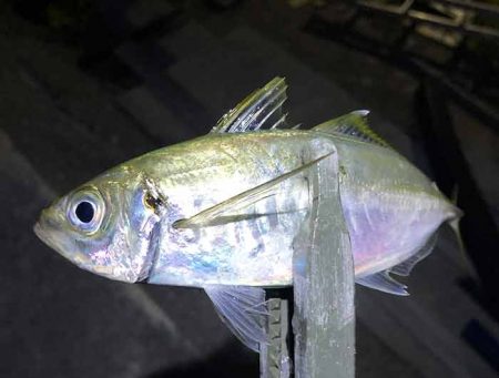 アジングする場所ないですね