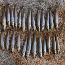 梅雨明けのキス釣り 小型ばかり