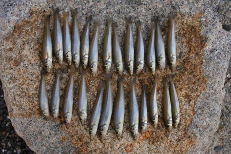 梅雨明けのキス釣り　小型ばかり