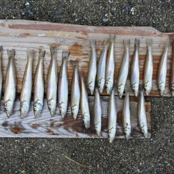 猛暑のキス釣り