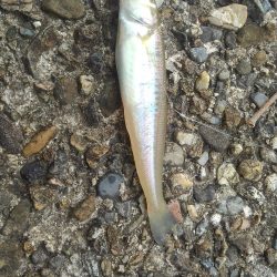 ちょっとちょい投げ‼️