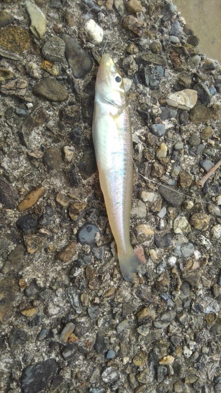 ちょっとちょい投げ‼️