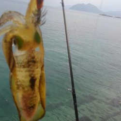 待ちに待った新子調査1