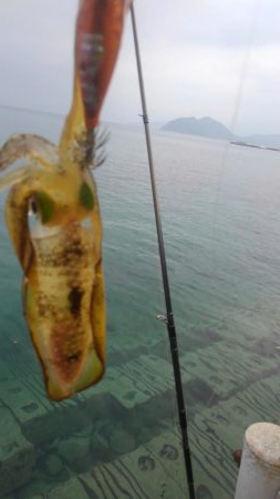 待ちに待った新子調査1