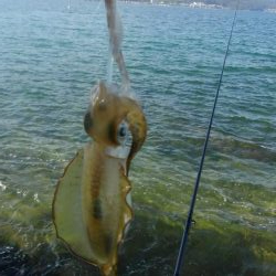 夕涼み❓エギング