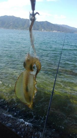 夕涼み❓エギング