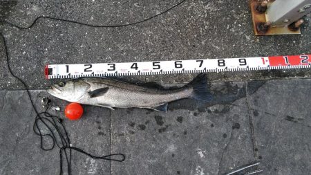 スズキさんいらっしゃ～い