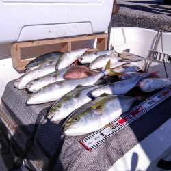 遊漁船SOUTH 8/15釣果