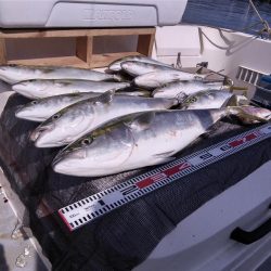 遊漁船SOUTH8/17釣果