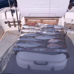 遊漁船SOUTH 8/26釣果