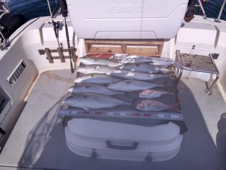 遊漁船SOUTH 8/26釣果