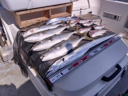 遊漁船SOUTH　8/29釣果