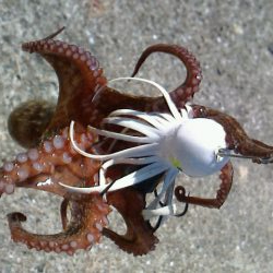 タコ成長しないのか