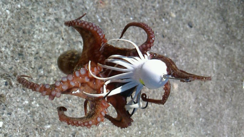 タコ成長しないのか