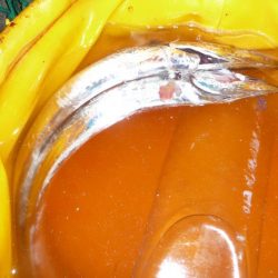 やっとタチシーズン