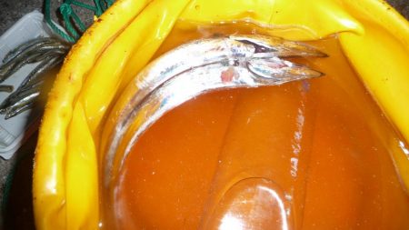 やっとタチシーズン