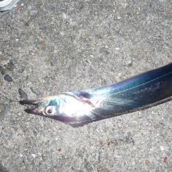 周りは爆釣！！