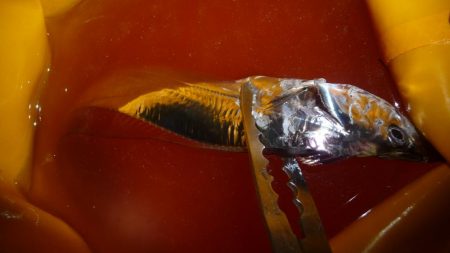 やっぱりちびタチ