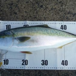 メジロ?ハマチ??