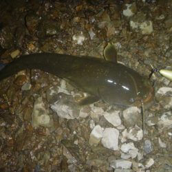 クランクベイトで