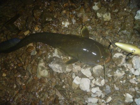 クランクベイトで