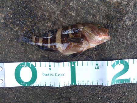 五目釣り達成！