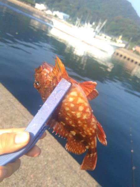 ぶっ込み釣り ミャク釣り 泳がせ釣り