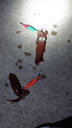 初ケンサキ釣行