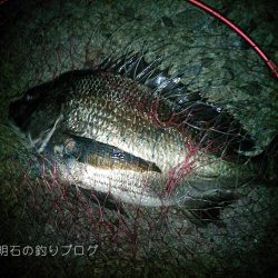 夜の紀州釣り