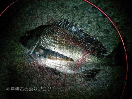 夜の紀州釣り