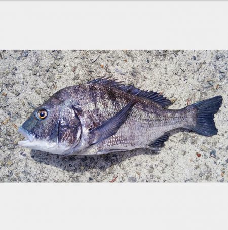 美しい年なしチヌ