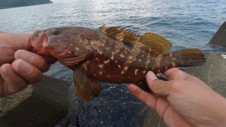 2020年キジハタ（アコウ）開幕！