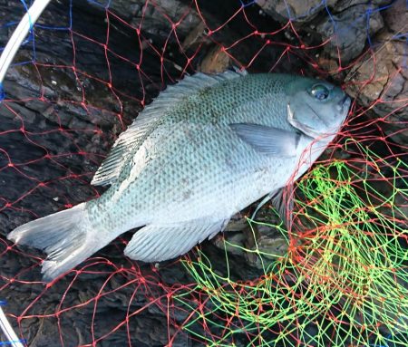 地磯にて30cmアップのグレ3匹