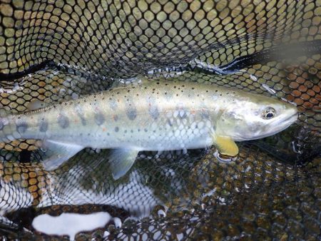 久しぶりの良型アマゴ