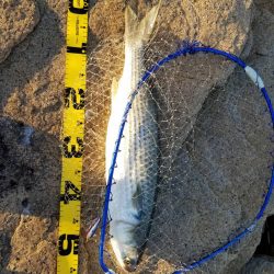 狙ってボラファイト。シーバスはどこへ？