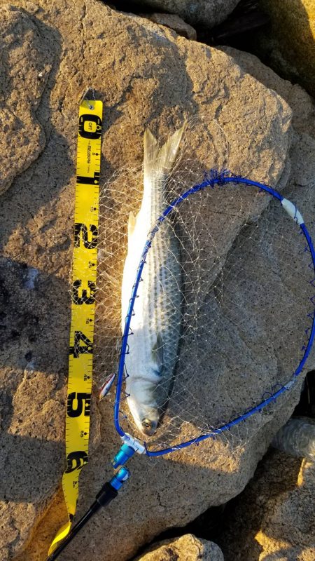 狙ってボラファイト。シーバスはどこへ？