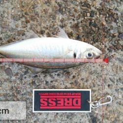 今日もアジングしなが青物調査