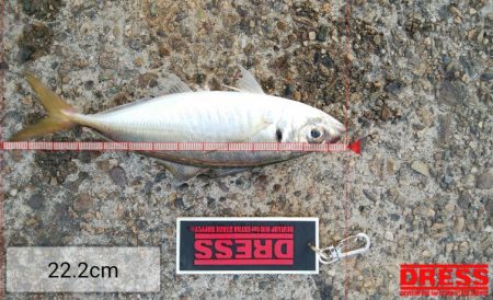 今日もアジングしなが青物調査