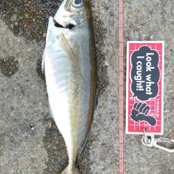 今日もデカアジ