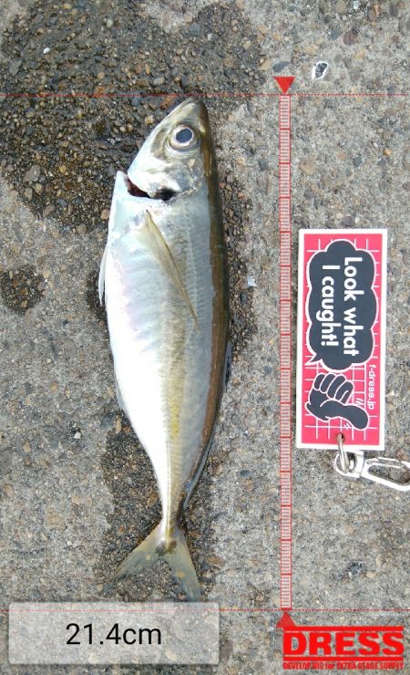 今日もデカアジ