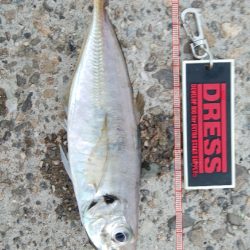 アジング、アジでかい