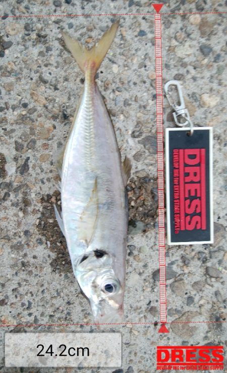 アジング、アジでかい