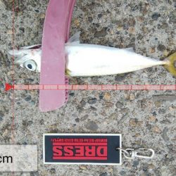 ショアジギングで青物狙い