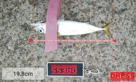 ショアジギングで青物狙い