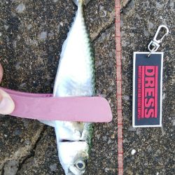 今日もアジングからサバゲー