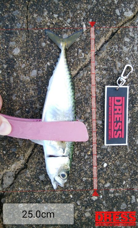 今日もアジングからサバゲー