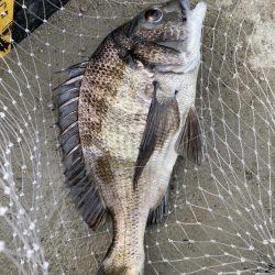 チニングでようやく本命！